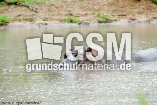 Flusspferd (75 von 104).jpg